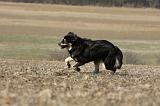 DOGUE DU TIBET 210